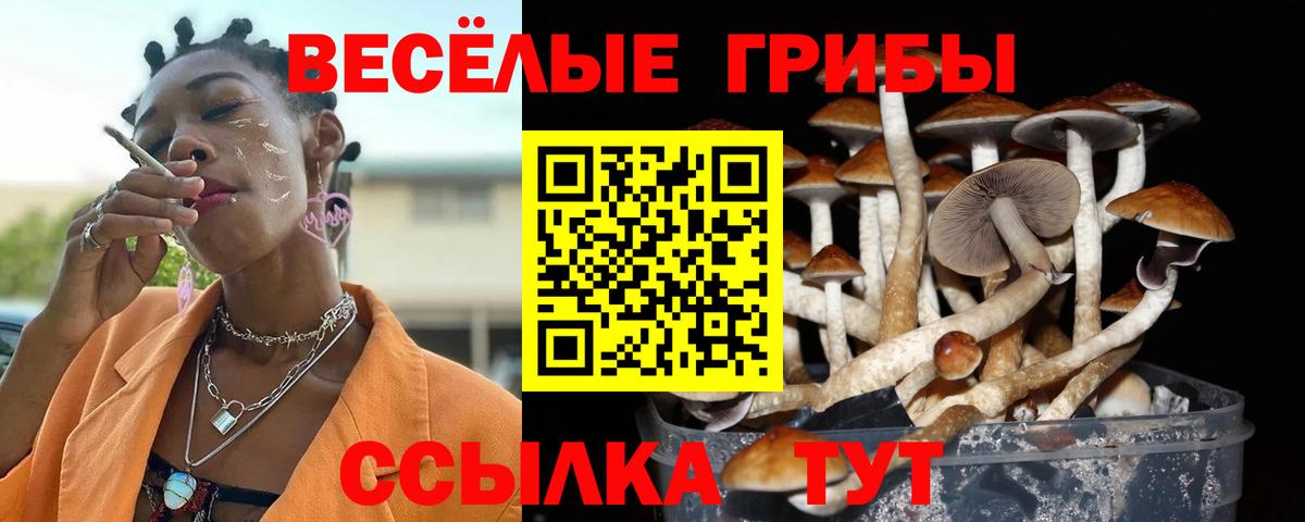 Галлюциногенные грибы GOLDEN TEACHER Киселёвск